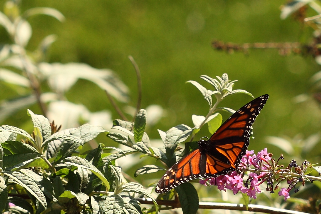 IMAGE: http://www.kingkiner.com/images/oct-butterfly.JPG